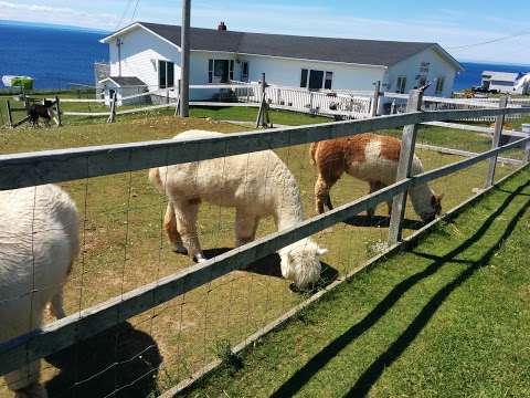 Alpacas of Newfoundland